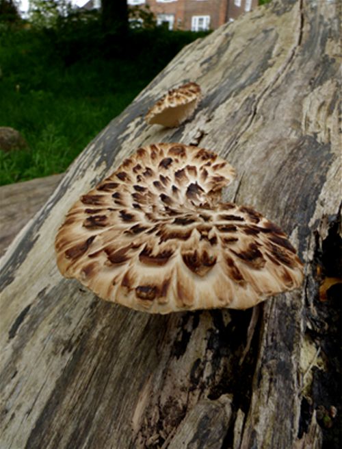A young developing bracket on a fallen poplar at Hampstead Heath, London